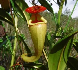 Flora en el Canal Pangalanes