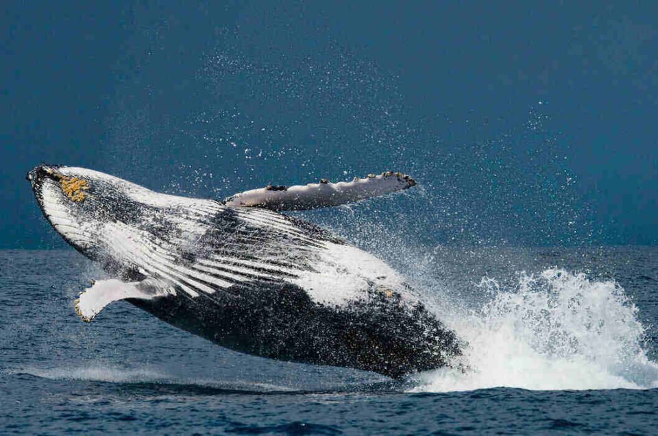 Avistamento de ballenas en Sainte Marie